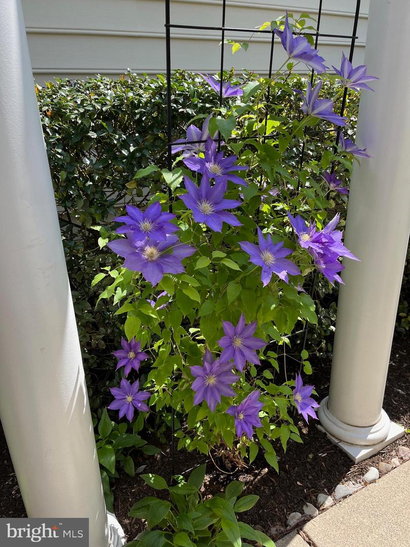 44397 OAKMONT MANOR SQ, ASHBURN, Virginia 20147, 3 Bedrooms Bedrooms, ,3 BathroomsBathrooms,Residential,For sale,44397 OAKMONT MANOR SQ,VALO2114998 MLS # VALO2114998