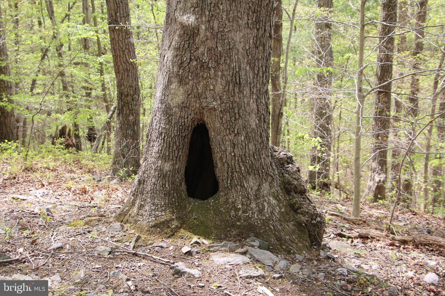 DRUMMER HILL RD, FRONT ROYAL, Virginia 22630, ,Land,For sale,DRUMMER HILL RD,VAWR2010946 MLS # VAWR2010946 DRUMMER HILL RD, FRONT ROYAL, Virginia 22630, ,Land,For sale,DRUMMER HILL RD,VAWR2010946 MLS # VAWR2010946