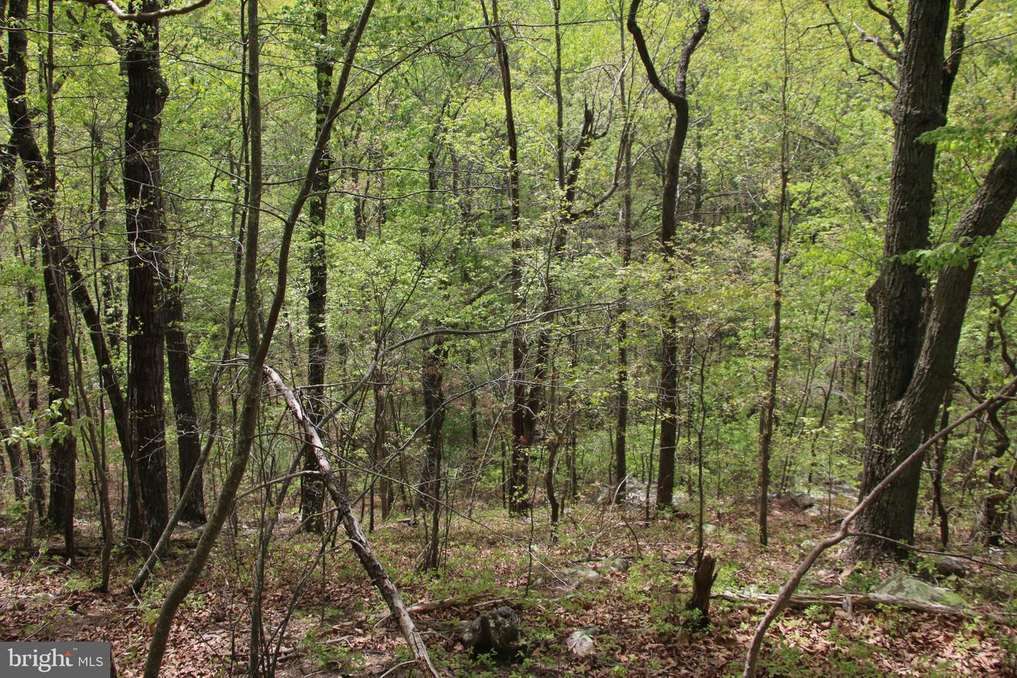 DRUMMER HILL RD, FRONT ROYAL, Virginia 22630, ,Land,For sale,DRUMMER HILL RD,VAWR2010946 MLS # VAWR2010946 DRUMMER HILL RD, FRONT ROYAL, Virginia 22630, ,Land,For sale,DRUMMER HILL RD,VAWR2010946 MLS # VAWR2010946