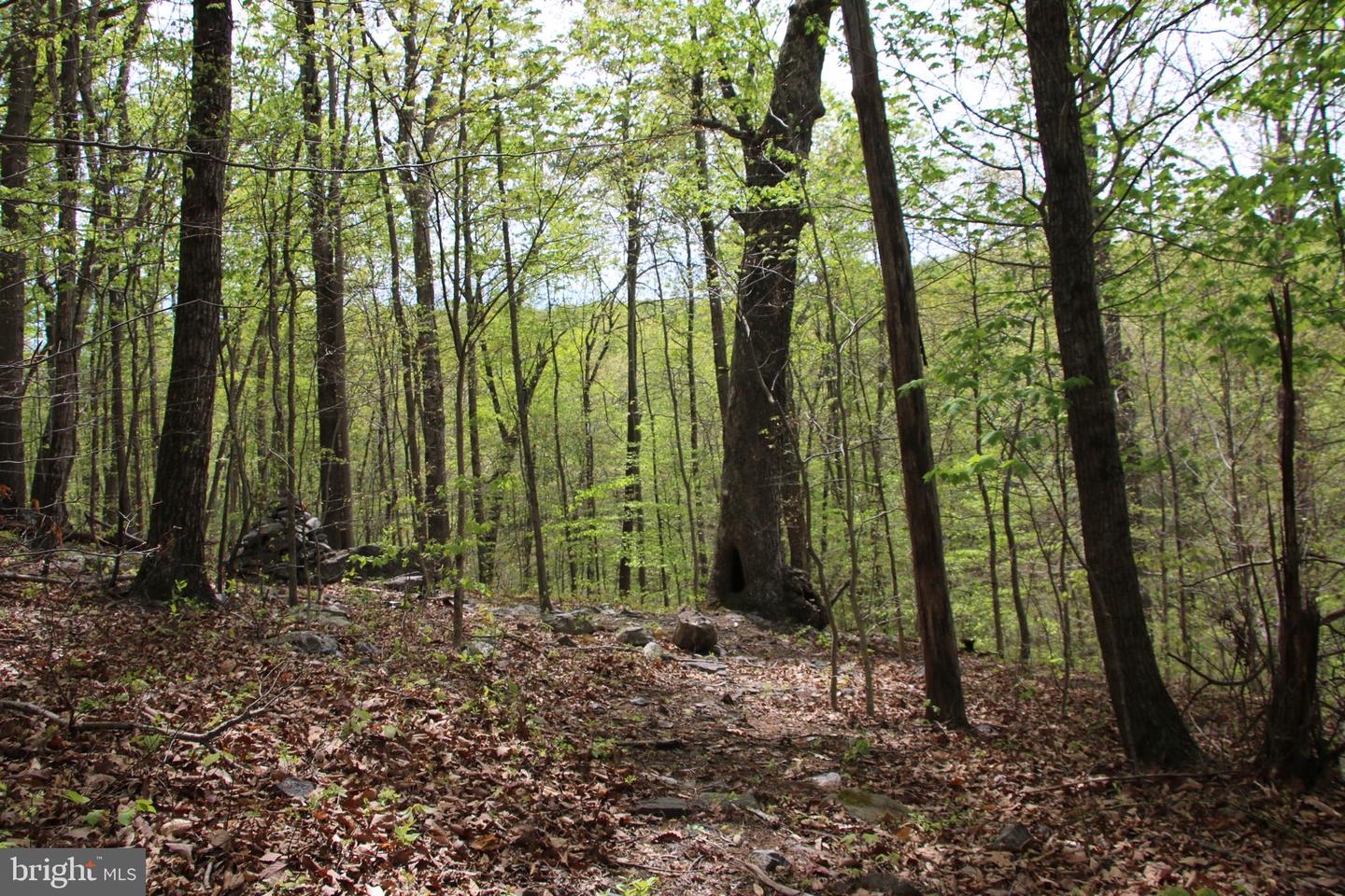 DRUMMER HILL RD, FRONT ROYAL, Virginia 22630, ,Land,For sale,DRUMMER HILL RD,VAWR2010946 MLS # VAWR2010946 DRUMMER HILL RD, FRONT ROYAL, Virginia 22630, ,Land,For sale,DRUMMER HILL RD,VAWR2010946 MLS # VAWR2010946