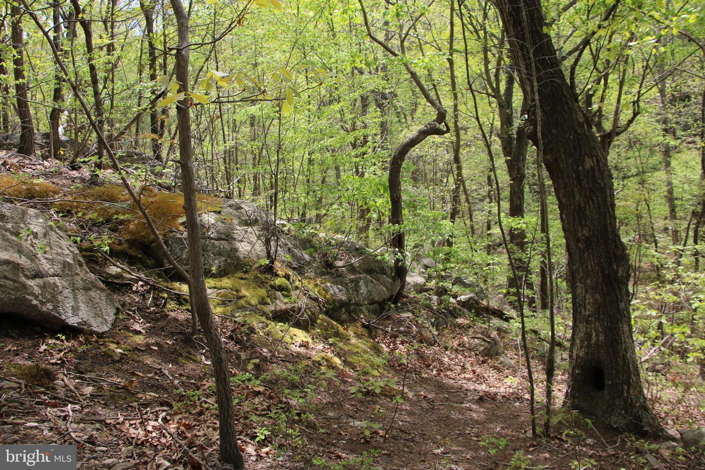 DRUMMER HILL RD, FRONT ROYAL, Virginia 22630, ,Land,For sale,DRUMMER HILL RD,VAWR2010946 MLS # VAWR2010946 DRUMMER HILL RD, FRONT ROYAL, Virginia 22630, ,Land,For sale,DRUMMER HILL RD,VAWR2010946 MLS # VAWR2010946