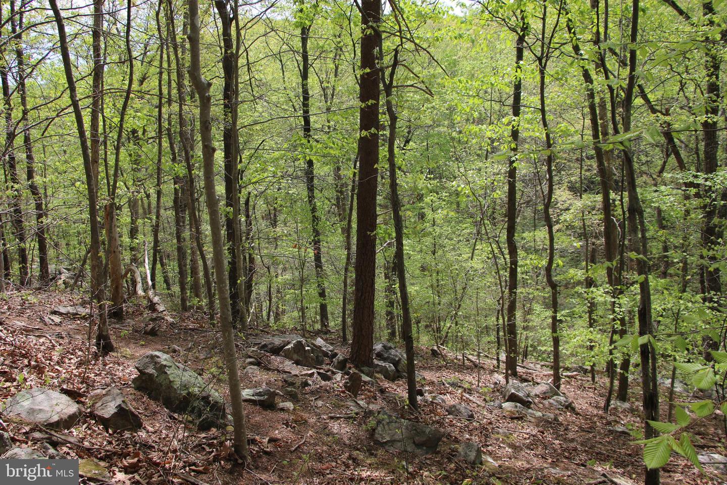 DRUMMER HILL RD, FRONT ROYAL, Virginia 22630, ,Land,For sale,DRUMMER HILL RD,VAWR2010946 MLS # VAWR2010946 DRUMMER HILL RD, FRONT ROYAL, Virginia 22630, ,Land,For sale,DRUMMER HILL RD,VAWR2010946 MLS # VAWR2010946