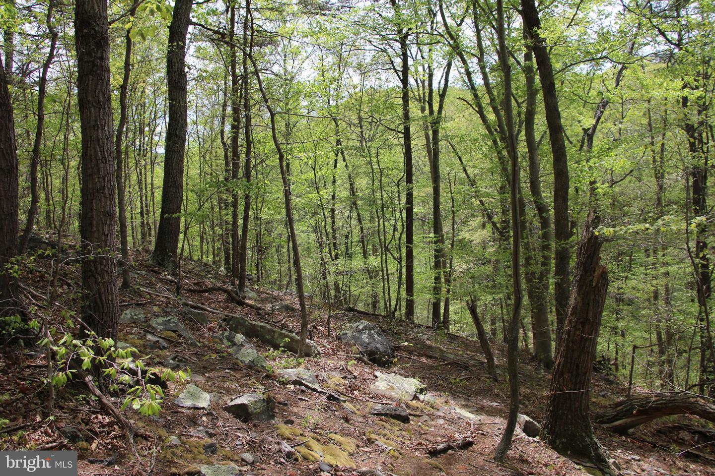 DRUMMER HILL RD, FRONT ROYAL, Virginia 22630, ,Land,For sale,DRUMMER HILL RD,VAWR2010946 MLS # VAWR2010946 DRUMMER HILL RD, FRONT ROYAL, Virginia 22630, ,Land,For sale,DRUMMER HILL RD,VAWR2010946 MLS # VAWR2010946