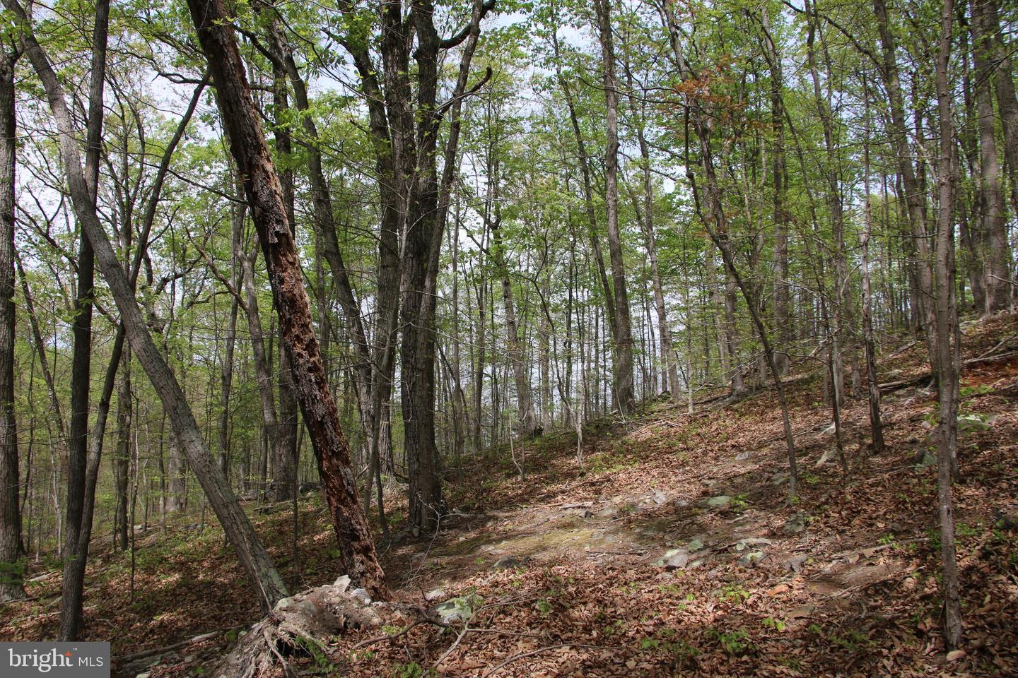 DRUMMER HILL RD, FRONT ROYAL, Virginia 22630, ,Land,For sale,DRUMMER HILL RD,VAWR2010946 MLS # VAWR2010946 DRUMMER HILL RD, FRONT ROYAL, Virginia 22630, ,Land,For sale,DRUMMER HILL RD,VAWR2010946 MLS # VAWR2010946