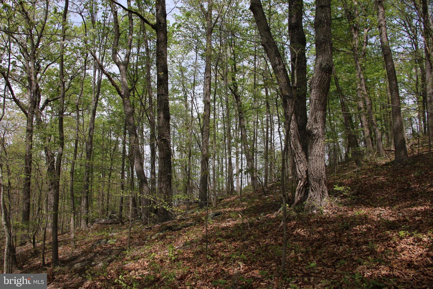 DRUMMER HILL RD, FRONT ROYAL, Virginia 22630, ,Land,For sale,DRUMMER HILL RD,VAWR2010946 MLS # VAWR2010946 DRUMMER HILL RD, FRONT ROYAL, Virginia 22630, ,Land,For sale,DRUMMER HILL RD,VAWR2010946 MLS # VAWR2010946