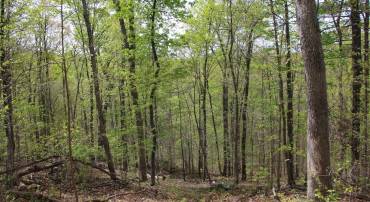 DRUMMER HILL RD, FRONT ROYAL, Virginia 22630, ,Land,For sale,DRUMMER HILL RD,VAWR2010946 MLS # VAWR2010946