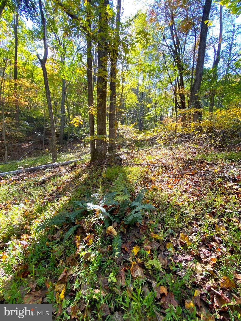 0 CASTLETON VIEW ROAD, CASTLETON, Virginia 22716, ,Land,For sale,0 CASTLETON VIEW ROAD,VARP2002454 MLS # VARP2002454