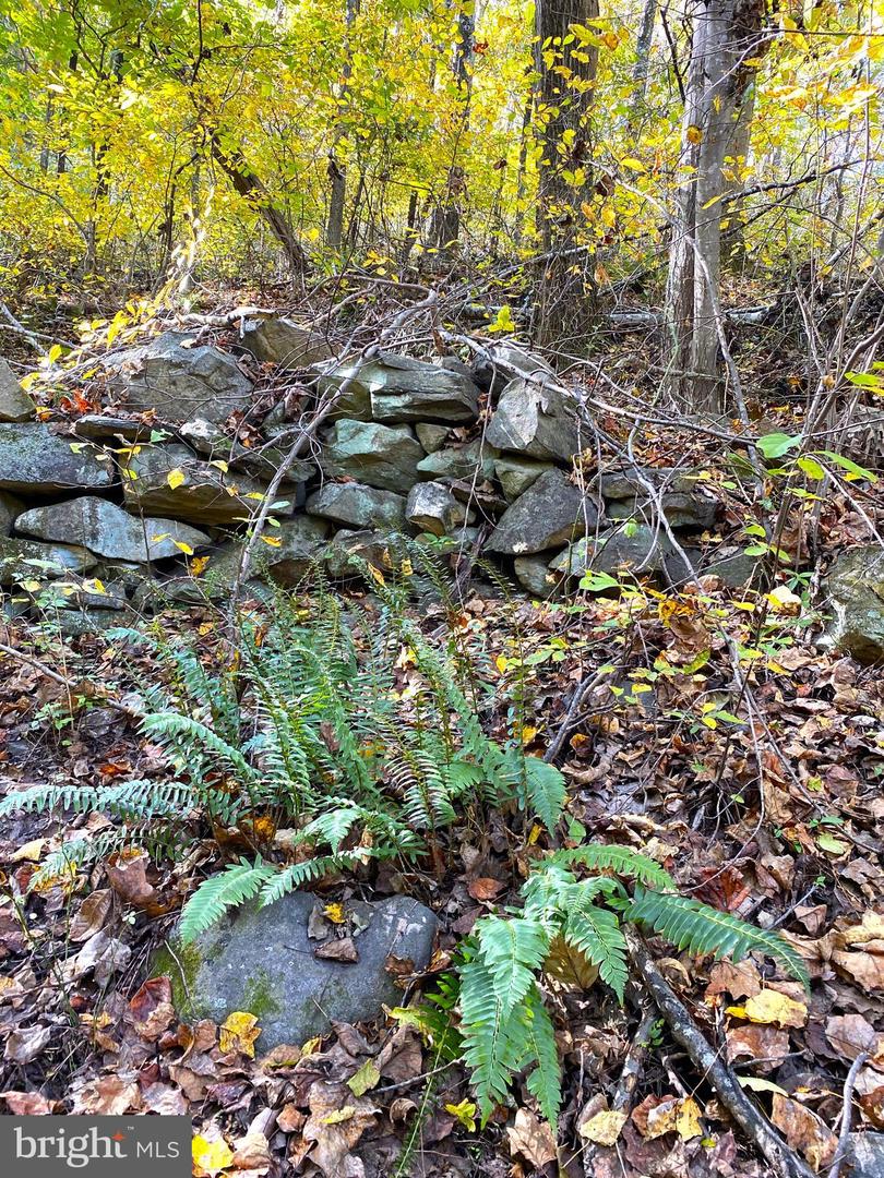 0 CASTLETON VIEW ROAD, CASTLETON, Virginia 22716, ,Land,For sale,0 CASTLETON VIEW ROAD,VARP2002454 MLS # VARP2002454