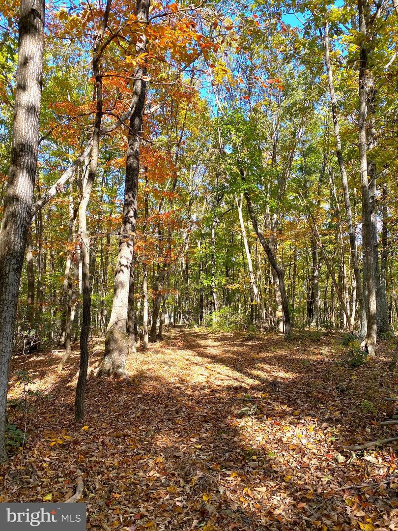 0 CASTLETON VIEW ROAD, CASTLETON, Virginia 22716, ,Land,For sale,0 CASTLETON VIEW ROAD,VARP2002454 MLS # VARP2002454