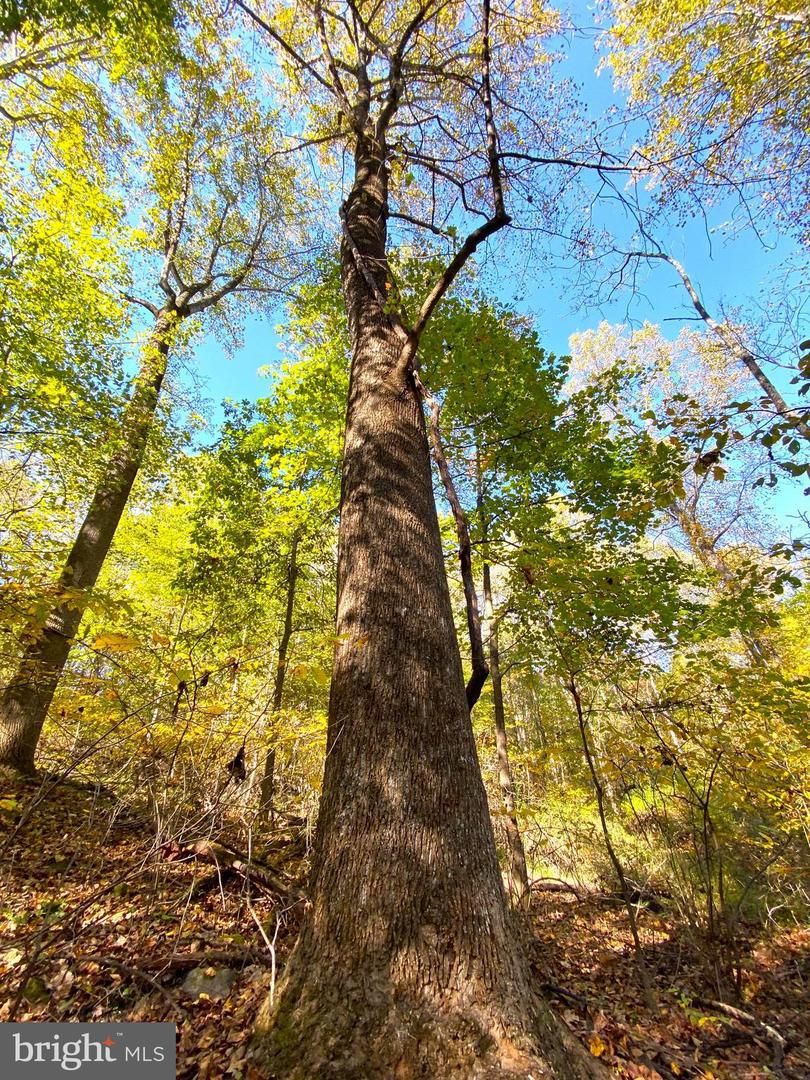 0 CASTLETON VIEW ROAD, CASTLETON, Virginia 22716, ,Land,For sale,0 CASTLETON VIEW ROAD,VARP2002454 MLS # VARP2002454