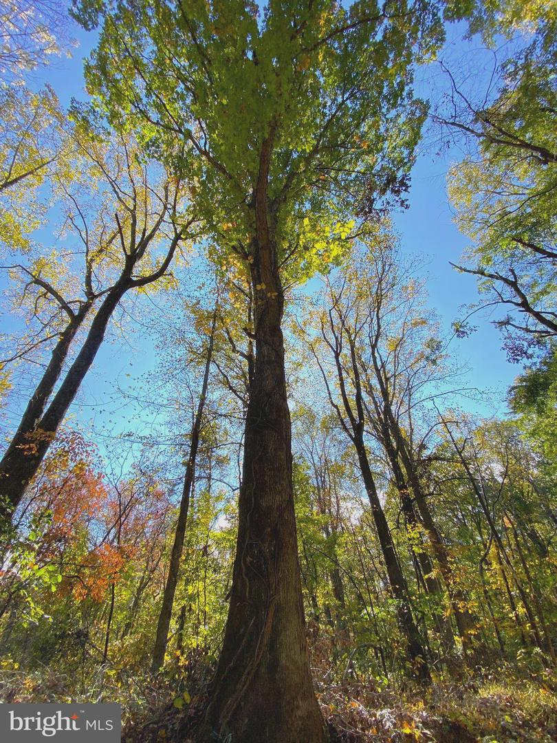 0 CASTLETON VIEW ROAD, CASTLETON, Virginia 22716, ,Land,For sale,0 CASTLETON VIEW ROAD,VARP2002454 MLS # VARP2002454