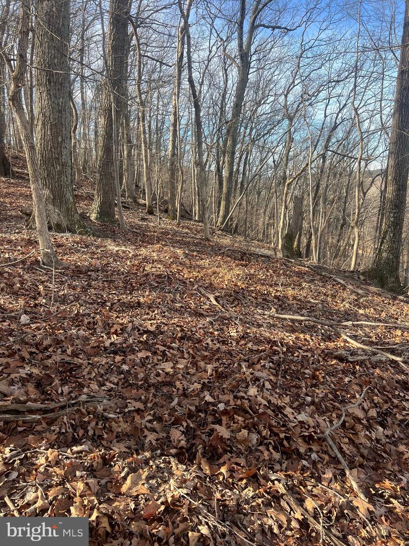 LOT 49 & LOT 50 HACKBERRY LN, BLUEMONT, Virginia 20135, ,Land,For sale,LOT 49 & LOT 50 HACKBERRY LN,VACL2006496 MLS # VACL2006496