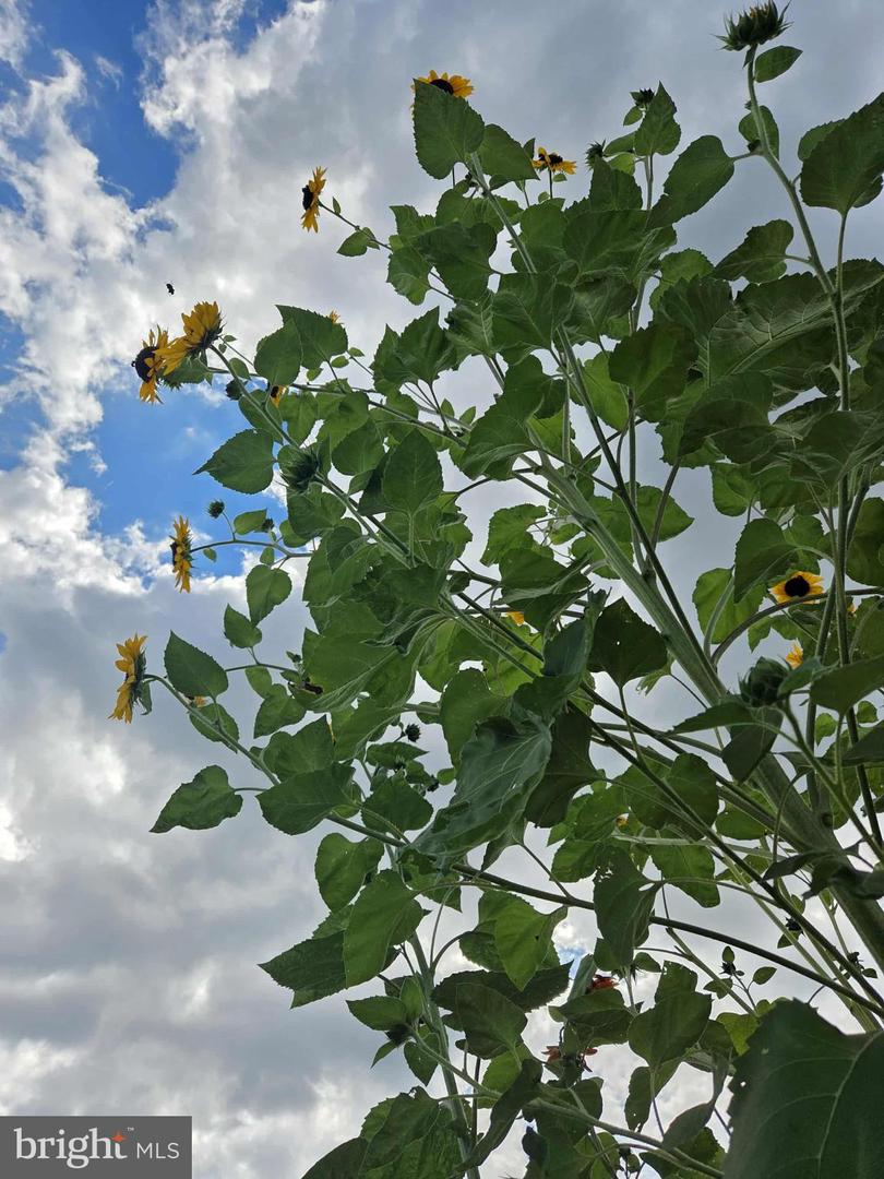 508 CRAB APPLE DR, STAFFORD, Virginia 22554, 5 Bedrooms Bedrooms, 16 Rooms Rooms,4 BathroomsBathrooms,Residential,For sale,508 CRAB APPLE DR,VAST2044982 MLS # VAST2044982