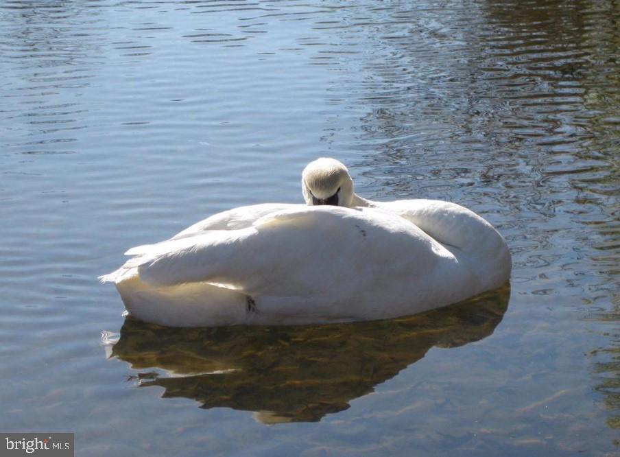 1204 EASTOVER PKWY, LOCUST GROVE, Virginia 22508, 3 Bedrooms Bedrooms, ,2 BathroomsBathrooms,Residential,For sale,1204 EASTOVER PKWY,VAOR2013008 MLS # VAOR2013008