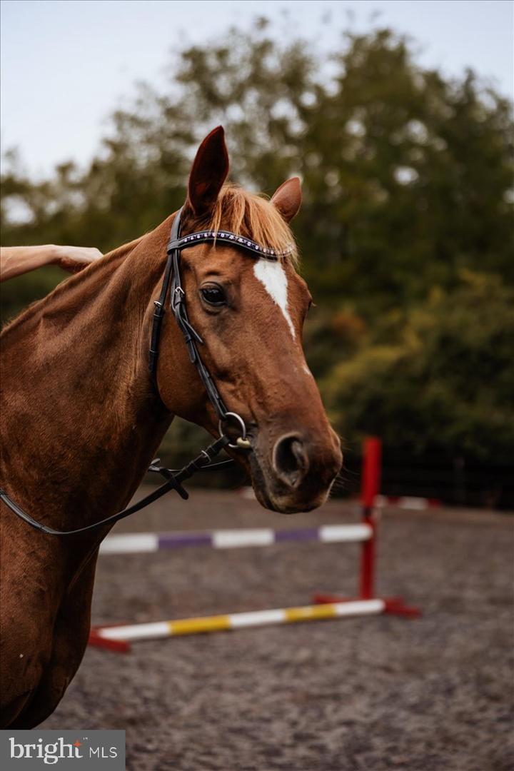 19606 RIDGESIDE RD, BLUEMONT, Virginia 20135, 6 Bedrooms Bedrooms, ,3 BathroomsBathrooms,Residential,For sale,19606 RIDGESIDE RD,VALO2115076 MLS # VALO2115076