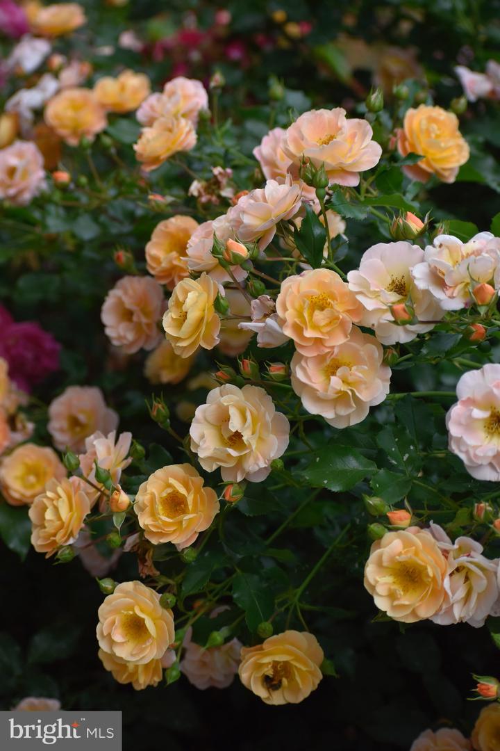 5408 HEATHERFORD CT, FAIRFAX, Virginia 22030, 4 Bedrooms Bedrooms, ,3 BathroomsBathrooms,Residential,For sale,5408 HEATHERFORD CT,VAFX2289490 MLS # VAFX2289490