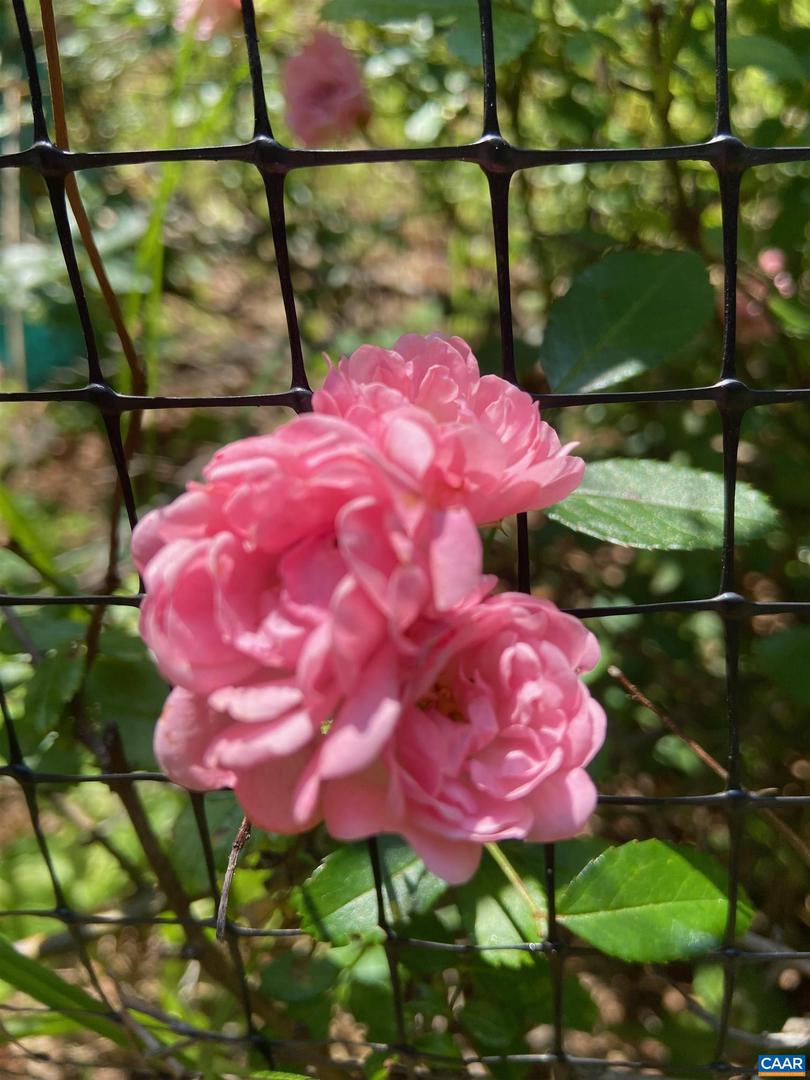 1211 LANETOWN RD, CROZET, Virginia 22932, 3 Bedrooms Bedrooms, ,2 BathroomsBathrooms,Residential,For sale,1211 LANETOWN RD,673184 MLS # 673184