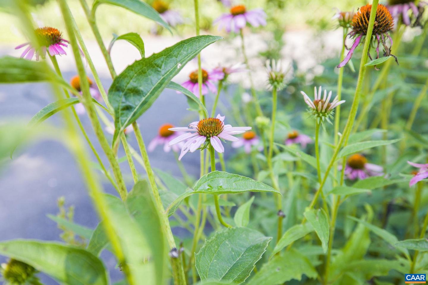 2420 PENDOWER LN, KESWICK, Virginia 22947, 5 Bedrooms Bedrooms, ,4 BathroomsBathrooms,Residential,For sale,2420 PENDOWER LN,672888 MLS # 672888