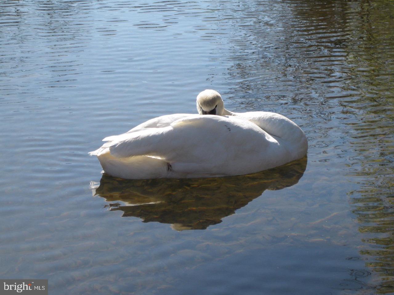 112 BIRCHSIDE CIR, LOCUST GROVE, Virginia 22508, 4 Bedrooms Bedrooms, ,3 BathroomsBathrooms,Residential,For sale,112 BIRCHSIDE CIR,VAOR2013252 MLS # VAOR2013252