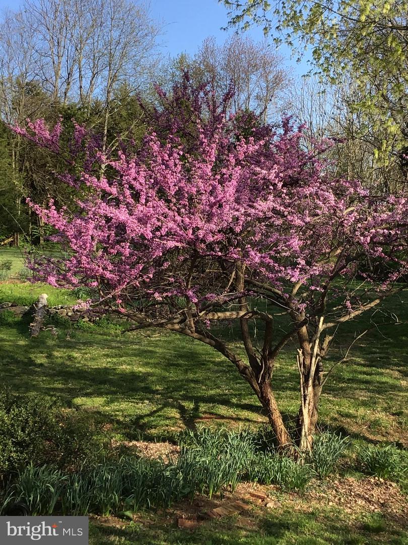 24511 PEACOCK LN, RAPIDAN, Virginia 22733, 4 Bedrooms Bedrooms, ,5 BathroomsBathrooms,Residential,For sale,24511 PEACOCK LN,VACU2012628 MLS # VACU2012628 24511 PEACOCK LN, RAPIDAN, Virginia 22733, 4 Bedrooms Bedrooms, ,5 BathroomsBathrooms,Residential,For sale,24511 PEACOCK LN,VACU2012628 MLS # VACU2012628