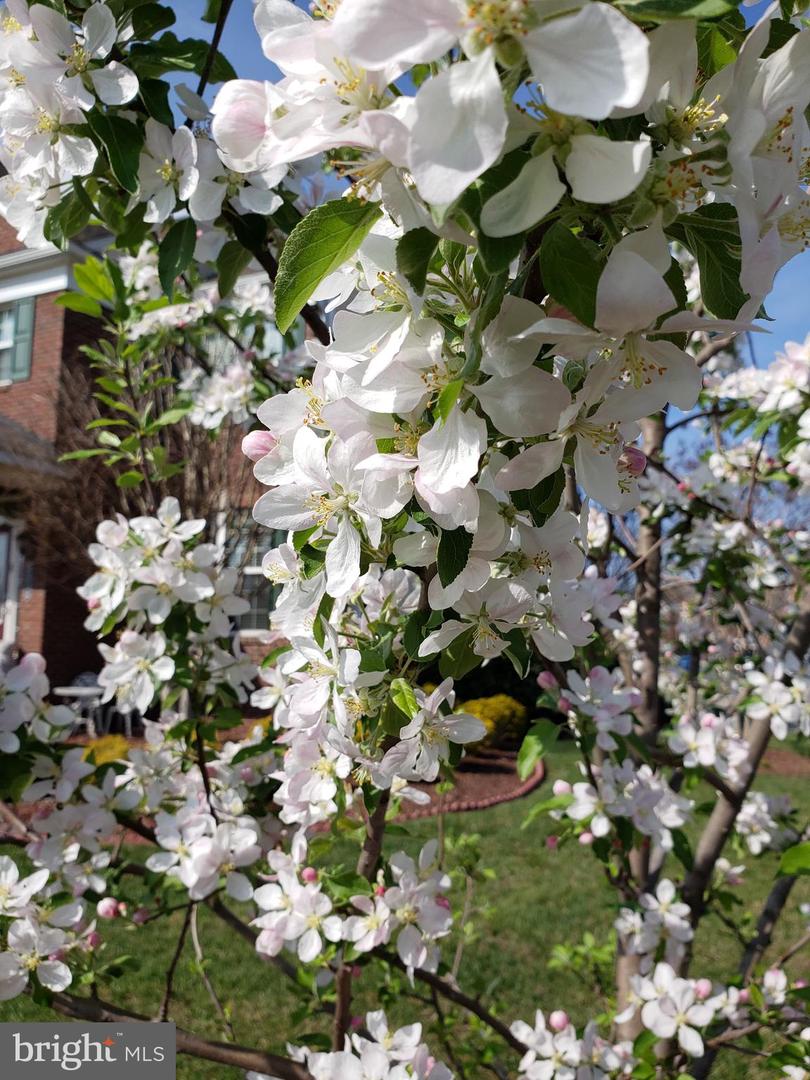 42134 AUTUMN RAIN CIR, BRAMBLETON, Virginia 20148, 5 Bedrooms Bedrooms, ,4 BathroomsBathrooms,Residential,For sale,42134 AUTUMN RAIN CIR,VALO2115822 MLS # VALO2115822