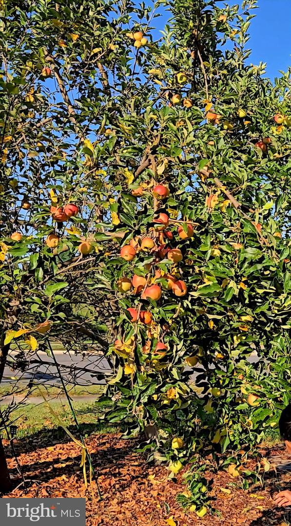 42134 AUTUMN RAIN CIR, BRAMBLETON, Virginia 20148, 5 Bedrooms Bedrooms, ,4 BathroomsBathrooms,Residential,For sale,42134 AUTUMN RAIN CIR,VALO2115822 MLS # VALO2115822