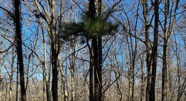 LOT 7, KENNEDY DR., KING GEORGE, Virginia 22485, ,Land,For sale,LOT 7, KENNEDY DR.,VAKG2007390 MLS # VAKG2007390