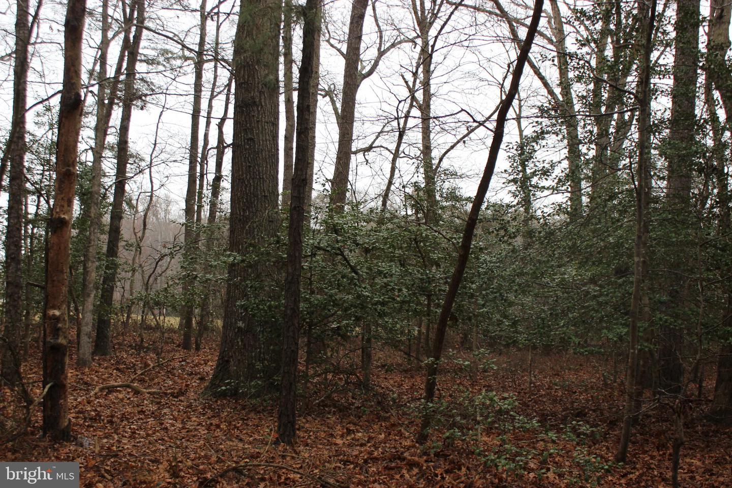 151 SHANGHAI RD, GREENBACKVILLE, Virginia 23356, ,Land,For sale,151 SHANGHAI RD,VAAC2002620 MLS # VAAC2002620