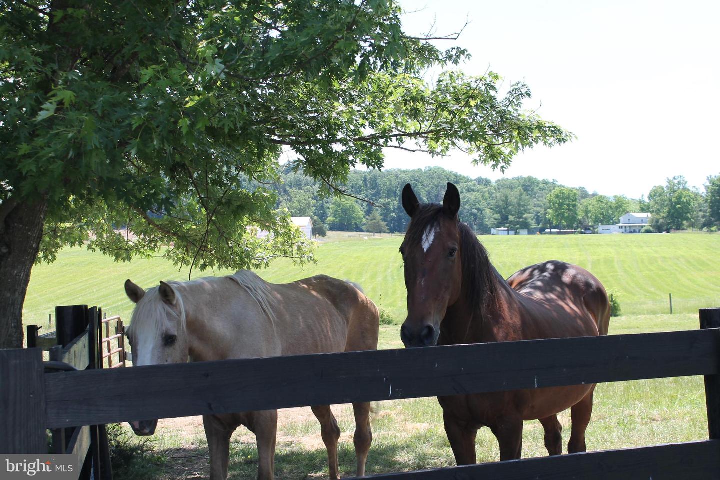 1615 PLEASANT VIEW RD, MOUNT JACKSON, Virginia 22842, 4 Bedrooms Bedrooms, ,2 BathroomsBathrooms,Residential,For sale,1615 PLEASANT VIEW RD,VASH2012018 MLS # VASH2012018