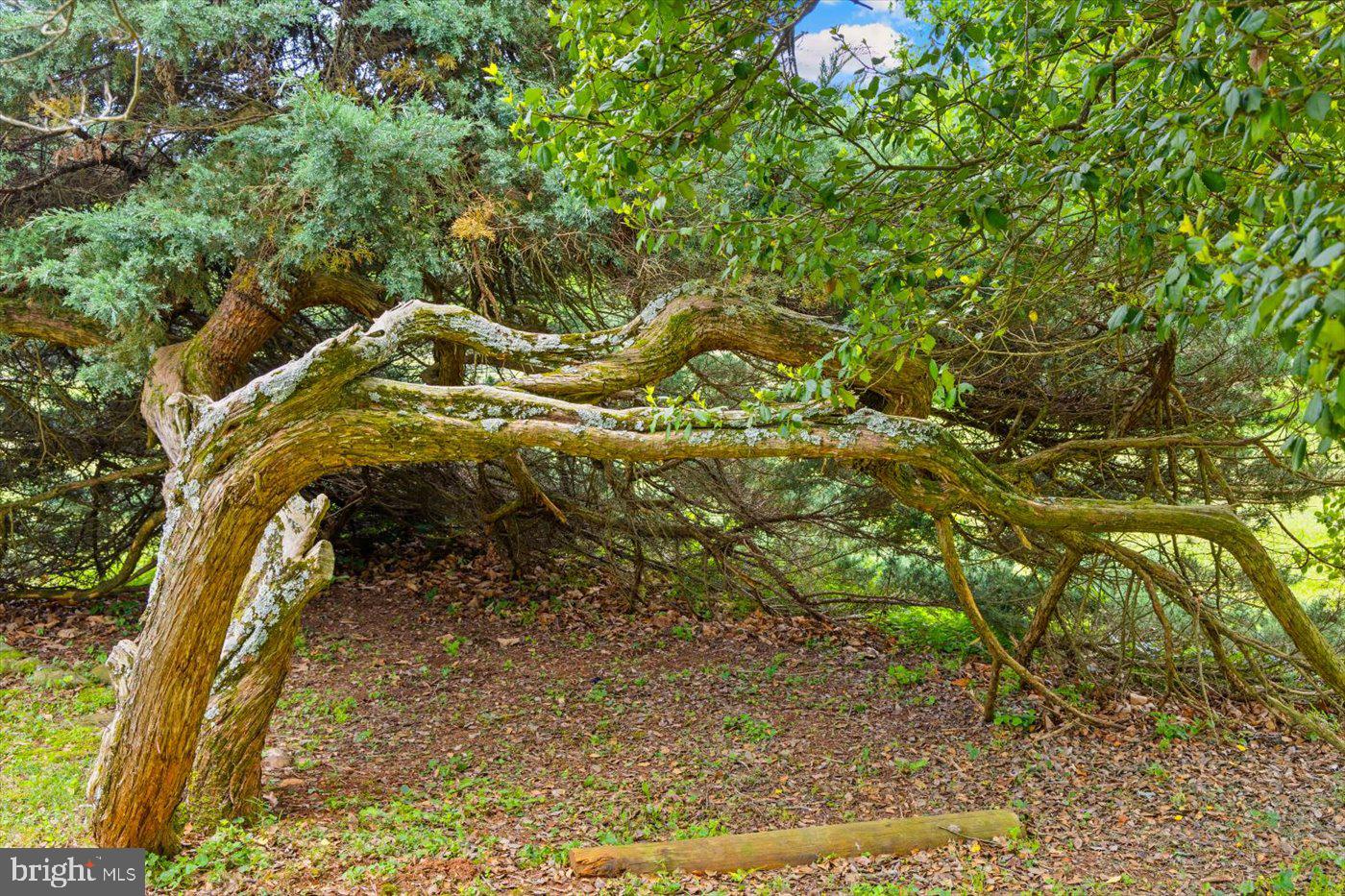 1830 THRIFT RD, MADISON, Virginia 22727, 3 Bedrooms Bedrooms, ,2 BathroomsBathrooms,Farm,For sale,1830 THRIFT RD,VAMA2002606 MLS # VAMA2002606