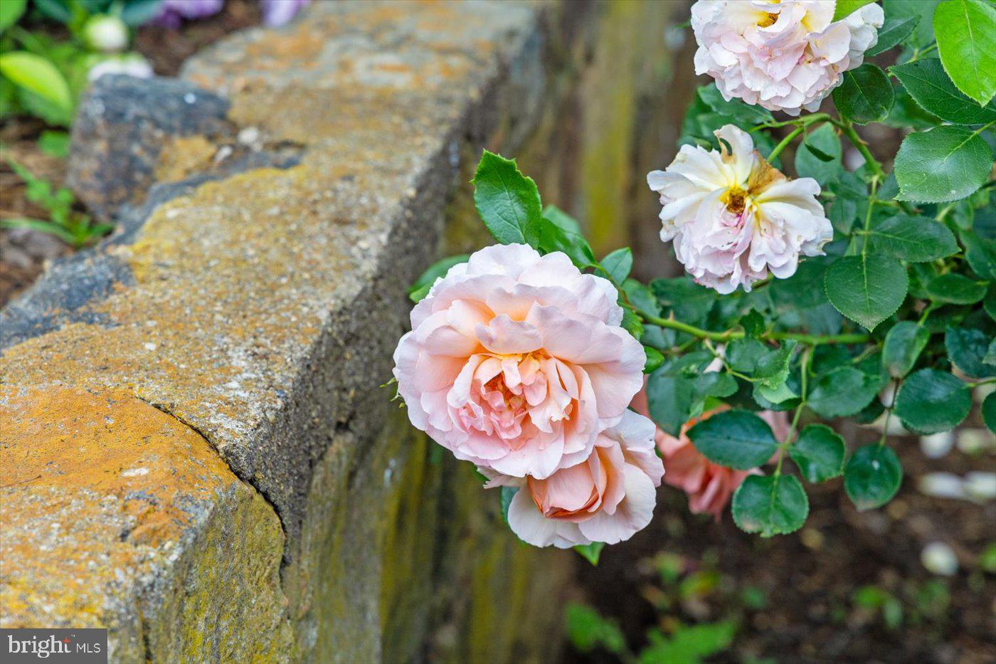 1830 THRIFT RD, MADISON, Virginia 22727, 3 Bedrooms Bedrooms, ,2 BathroomsBathrooms,Farm,For sale,1830 THRIFT RD,VAMA2002606 MLS # VAMA2002606