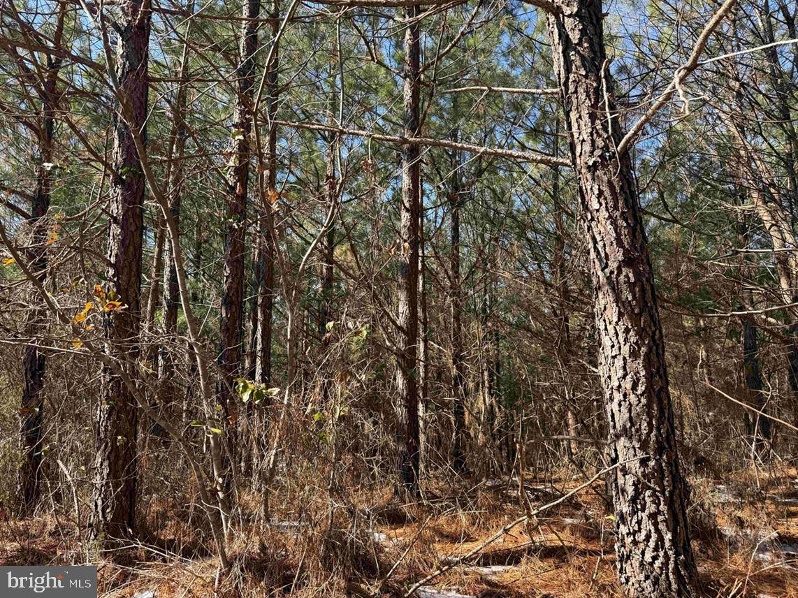 STATE HWY. 15 (TRACT: TONGUEQUARTER), DILLWYN, Virginia 23936, ,Farm,For sale,STATE HWY. 15 (TRACT: TONGUEQUARTER),VABH2000272 MLS # VABH2000272