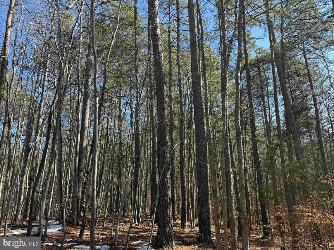 STATE HWY. 15 (TRACT: TONGUEQUARTER), DILLWYN, Virginia 23936, ,Farm,For sale,STATE HWY. 15 (TRACT: TONGUEQUARTER),VABH2000272 MLS # VABH2000272