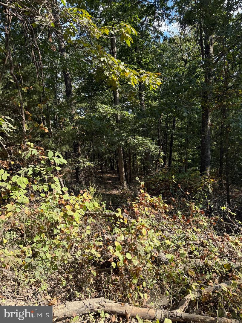 LIGHT ROAD, WINCHESTER, Virginia 22603, ,Land,For sale,LIGHT ROAD,VAFV2034084 MLS # VAFV2034084