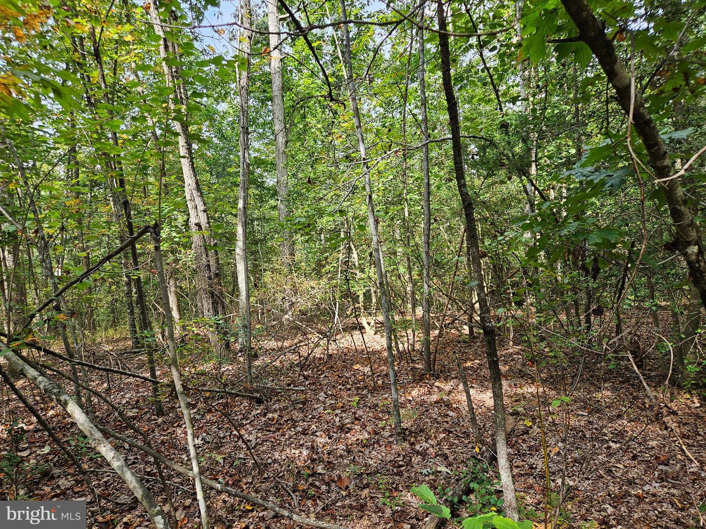 00 OFF OF LONG BRANCH RD, WOODFORD, Virginia 22580, ,Land,For sale,00 OFF OF LONG BRANCH RD,VACV2008996 MLS # VACV2008996