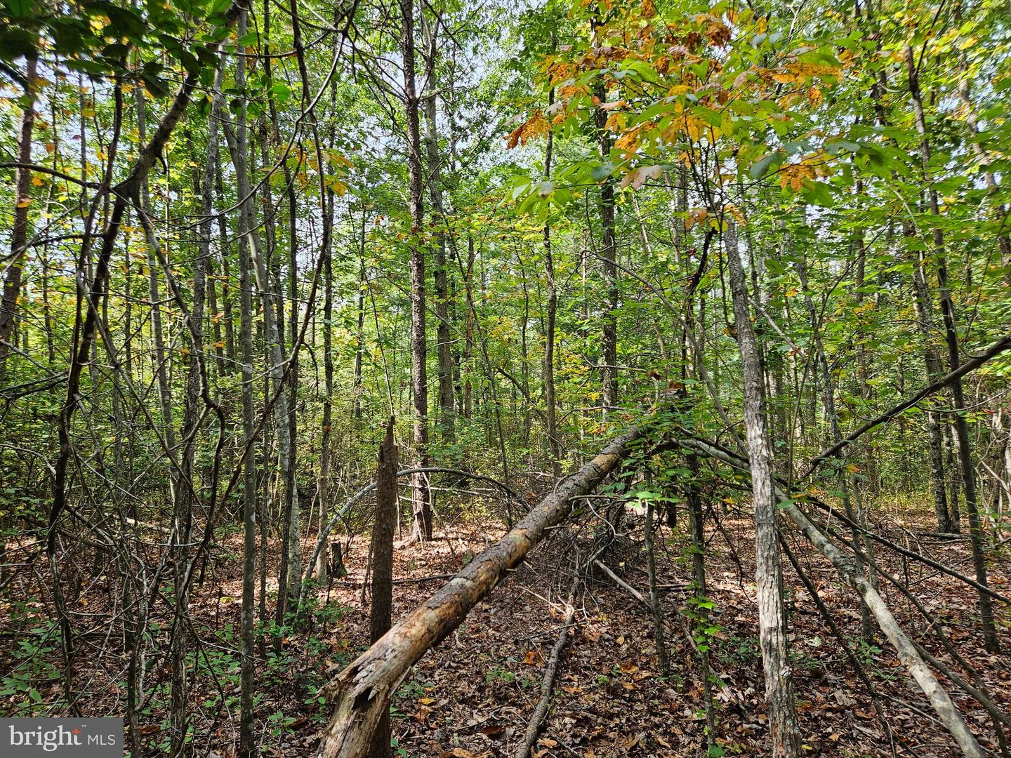 00 OFF OF LONG BRANCH RD, WOODFORD, Virginia 22580, ,Land,For sale,00 OFF OF LONG BRANCH RD,VACV2008996 MLS # VACV2008996