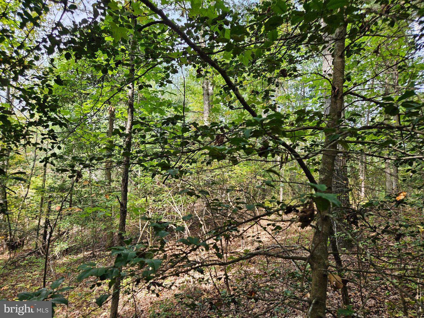 00 OFF OF LONG BRANCH RD, WOODFORD, Virginia 22580, ,Land,For sale,00 OFF OF LONG BRANCH RD,VACV2008996 MLS # VACV2008996