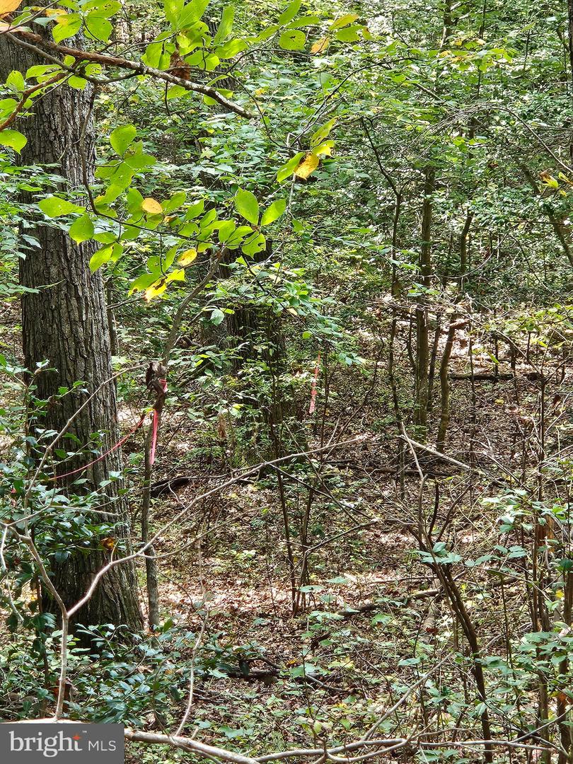 00 OFF OF LONG BRANCH RD, WOODFORD, Virginia 22580, ,Land,For sale,00 OFF OF LONG BRANCH RD,VACV2008996 MLS # VACV2008996