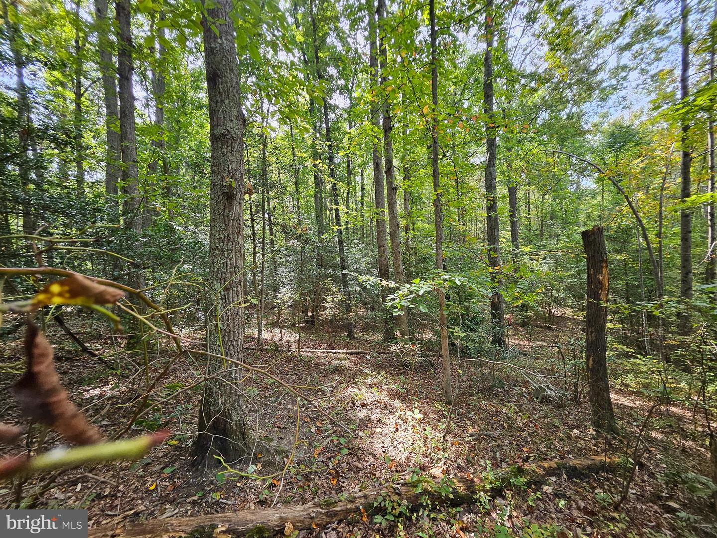 00 OFF OF LONG BRANCH RD, WOODFORD, Virginia 22580, ,Land,For sale,00 OFF OF LONG BRANCH RD,VACV2008996 MLS # VACV2008996