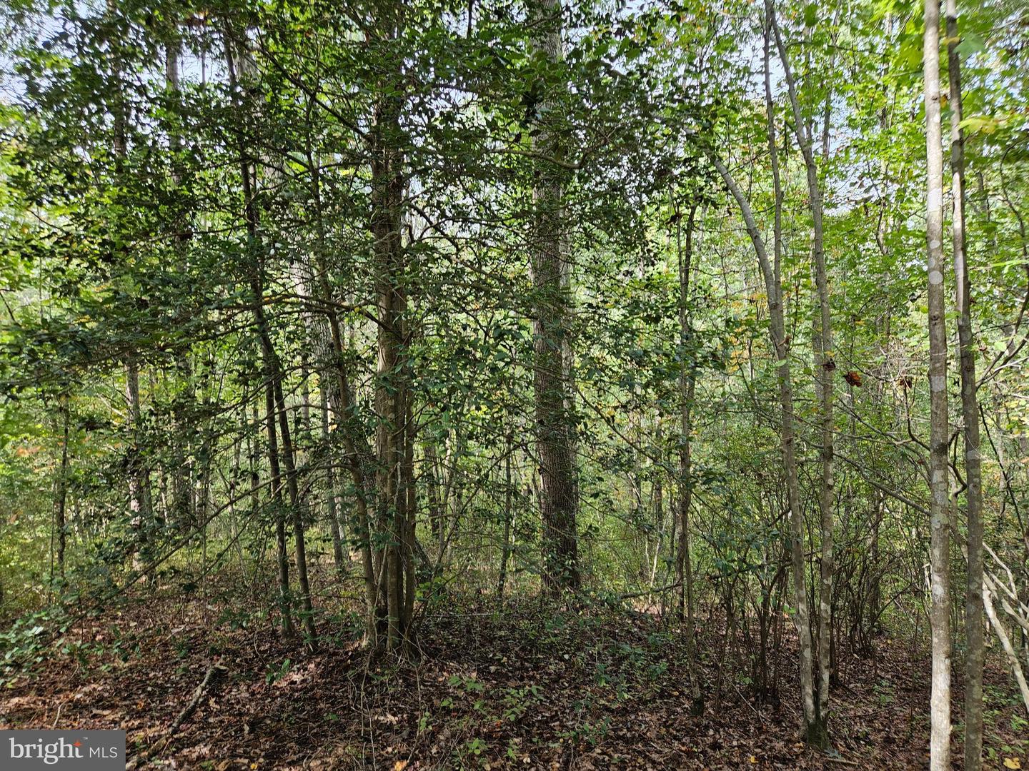 00 OFF OF LONG BRANCH RD, WOODFORD, Virginia 22580, ,Land,For sale,00 OFF OF LONG BRANCH RD,VACV2008996 MLS # VACV2008996