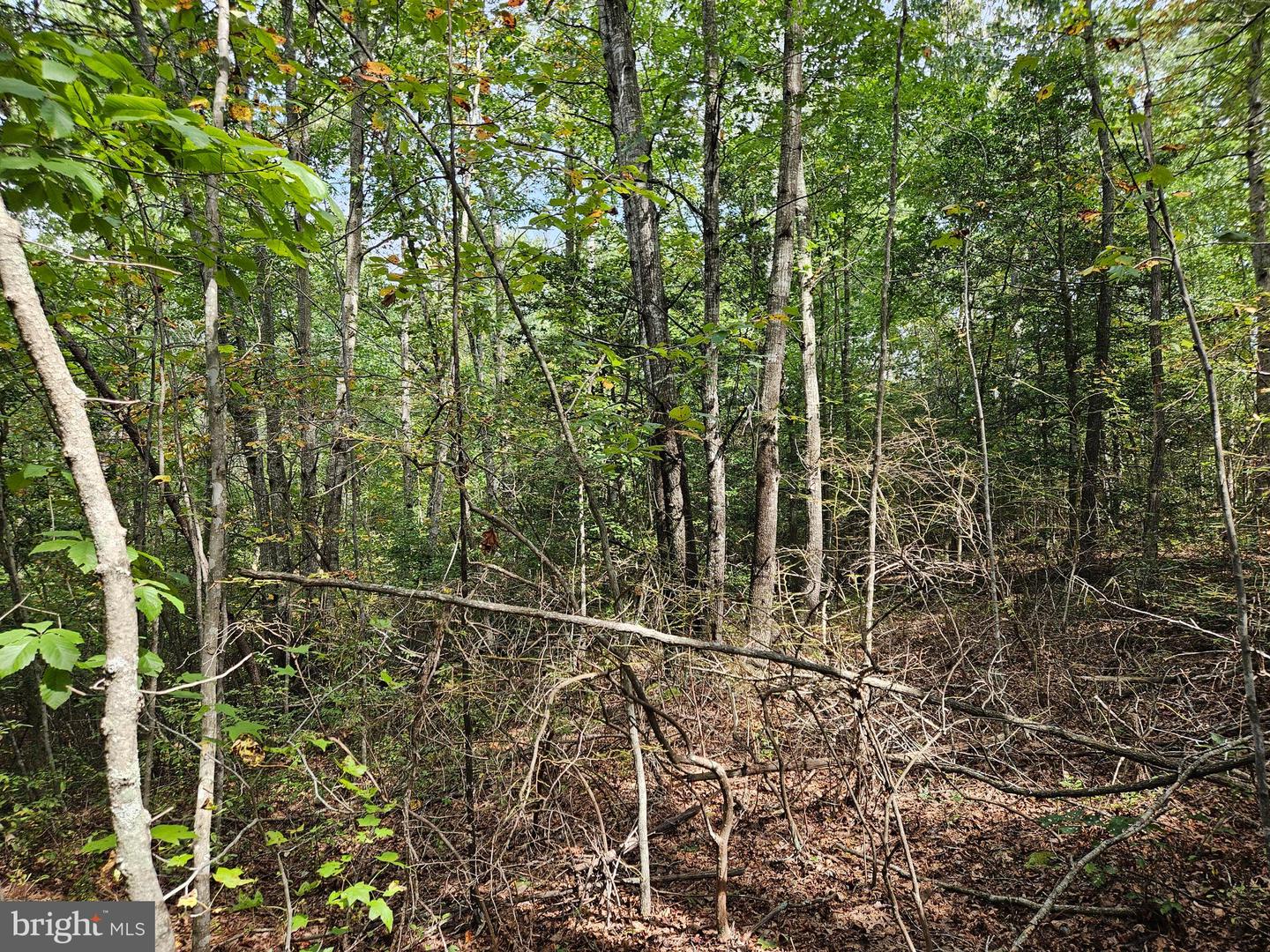 00 OFF OF LONG BRANCH RD, WOODFORD, Virginia 22580, ,Land,For sale,00 OFF OF LONG BRANCH RD,VACV2008996 MLS # VACV2008996