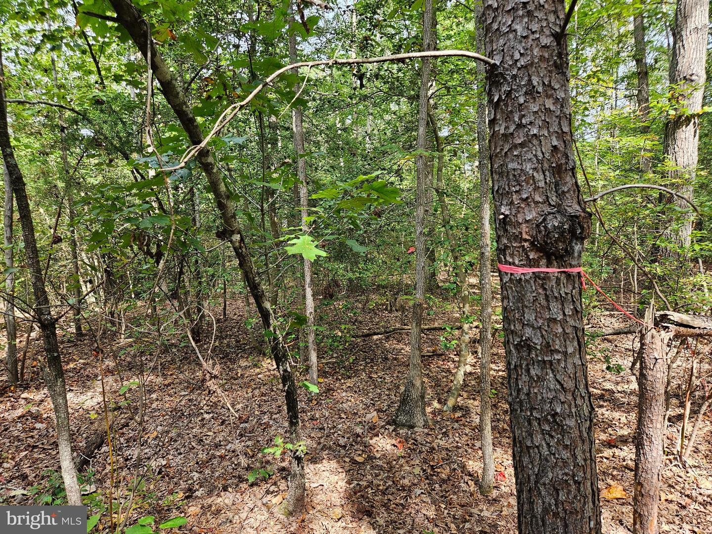 00 OFF OF LONG BRANCH RD, WOODFORD, Virginia 22580, ,Land,For sale,00 OFF OF LONG BRANCH RD,VACV2008996 MLS # VACV2008996