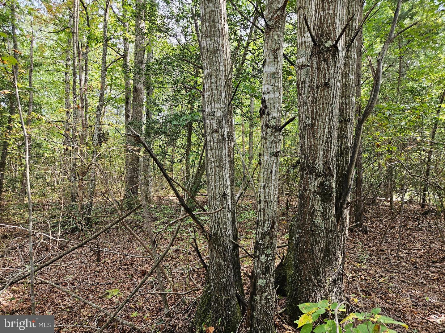 00 OFF OF LONG BRANCH RD, WOODFORD, Virginia 22580, ,Land,For sale,00 OFF OF LONG BRANCH RD,VACV2008996 MLS # VACV2008996