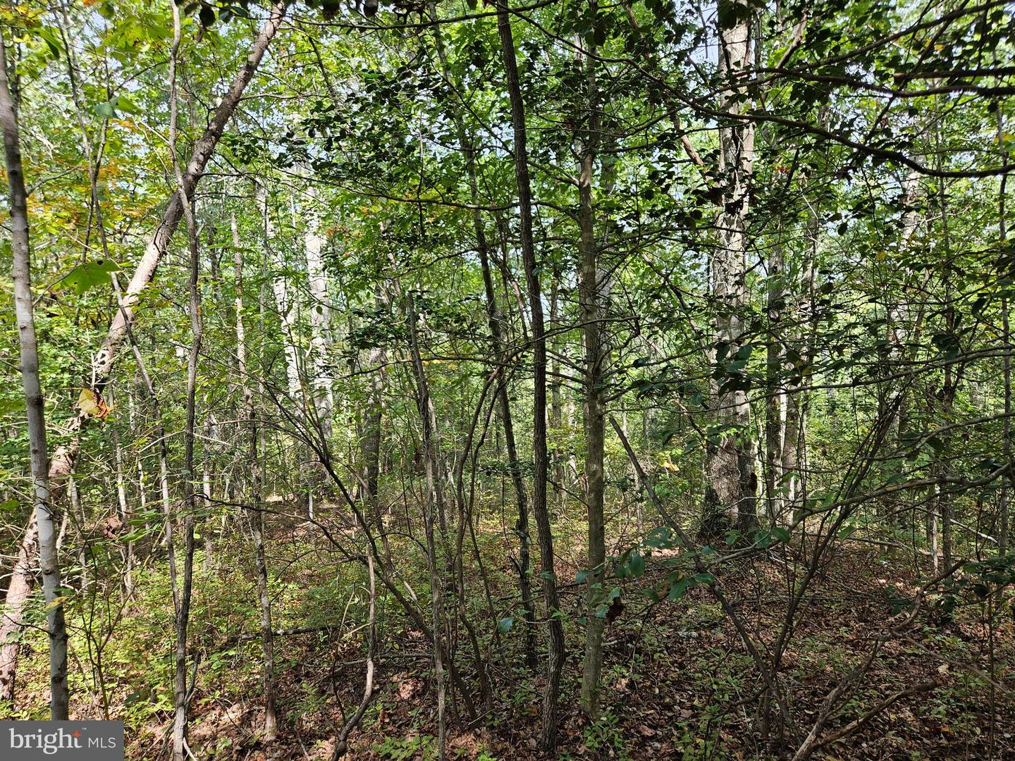 00 OFF OF LONG BRANCH RD, WOODFORD, Virginia 22580, ,Land,For sale,00 OFF OF LONG BRANCH RD,VACV2008996 MLS # VACV2008996