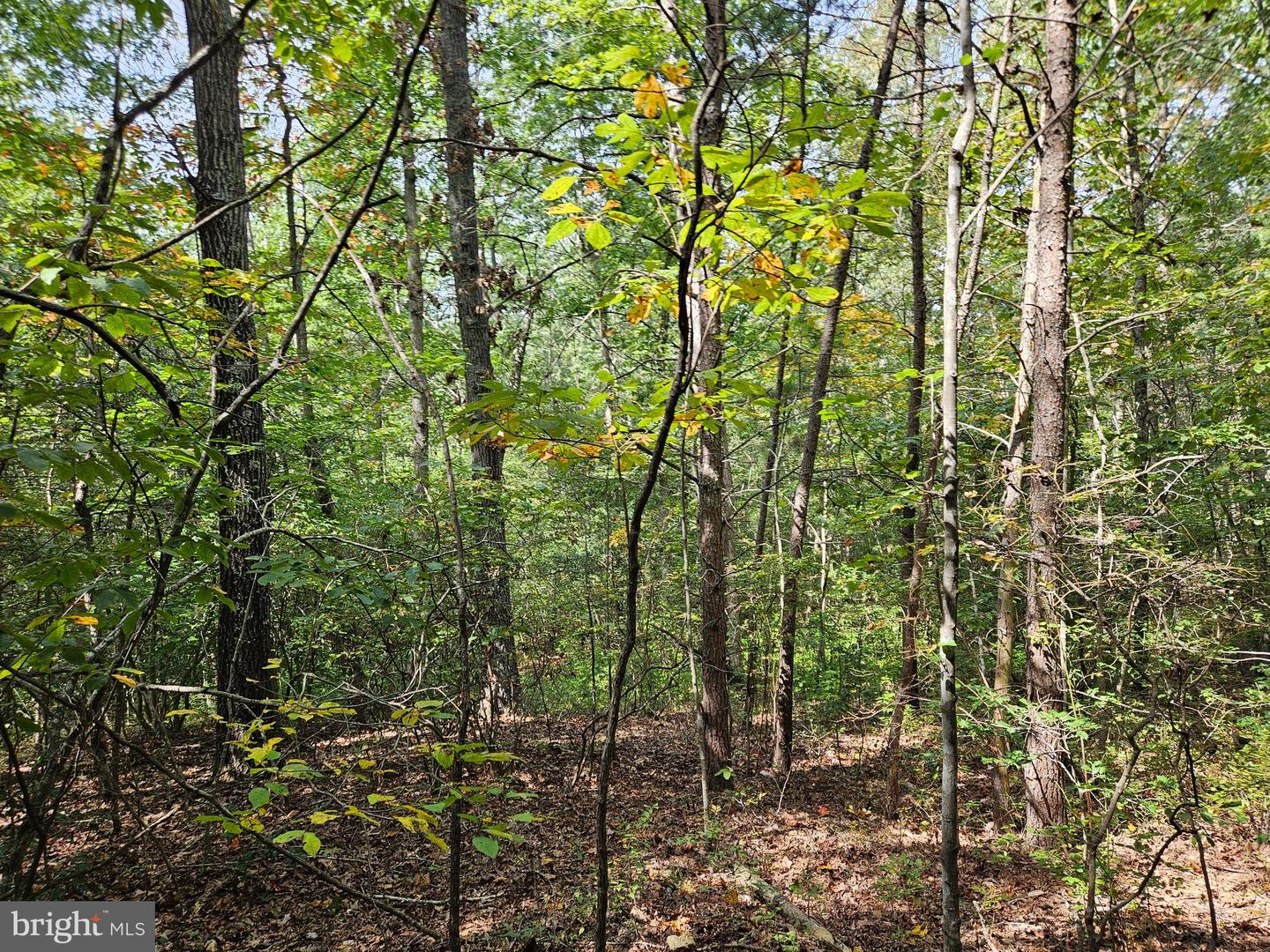 00 OFF OF LONG BRANCH RD, WOODFORD, Virginia 22580, ,Land,For sale,00 OFF OF LONG BRANCH RD,VACV2008996 MLS # VACV2008996