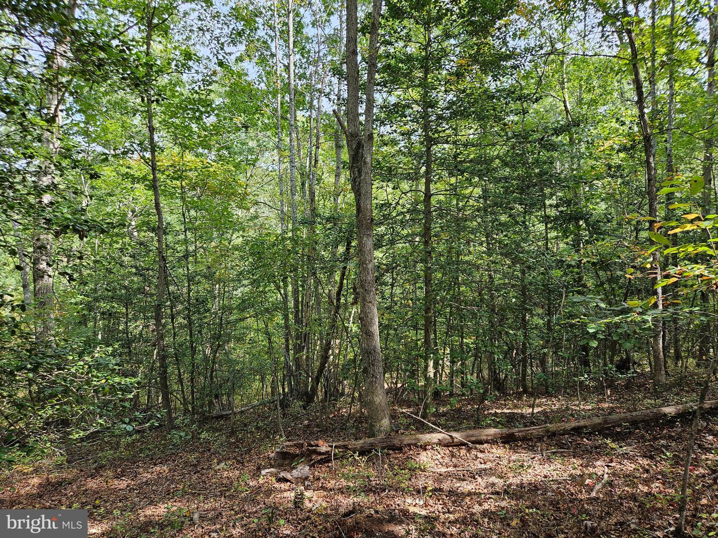 00 OFF OF LONG BRANCH RD, WOODFORD, Virginia 22580, ,Land,For sale,00 OFF OF LONG BRANCH RD,VACV2008996 MLS # VACV2008996