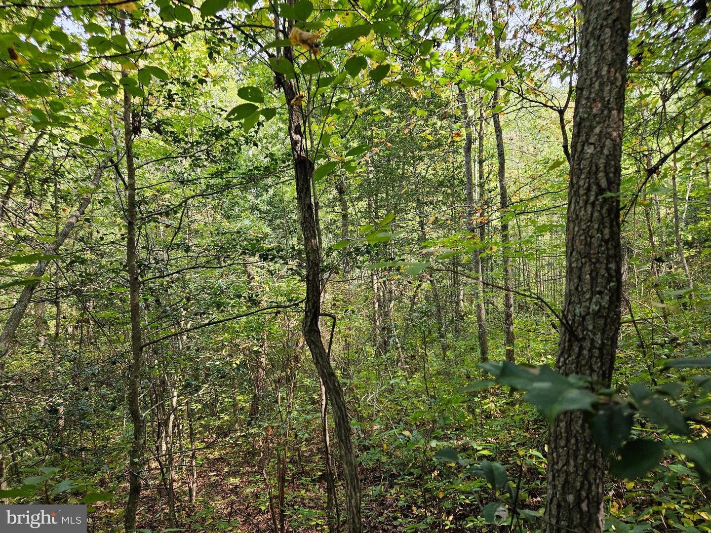 00 OFF OF LONG BRANCH RD, WOODFORD, Virginia 22580, ,Land,For sale,00 OFF OF LONG BRANCH RD,VACV2008996 MLS # VACV2008996