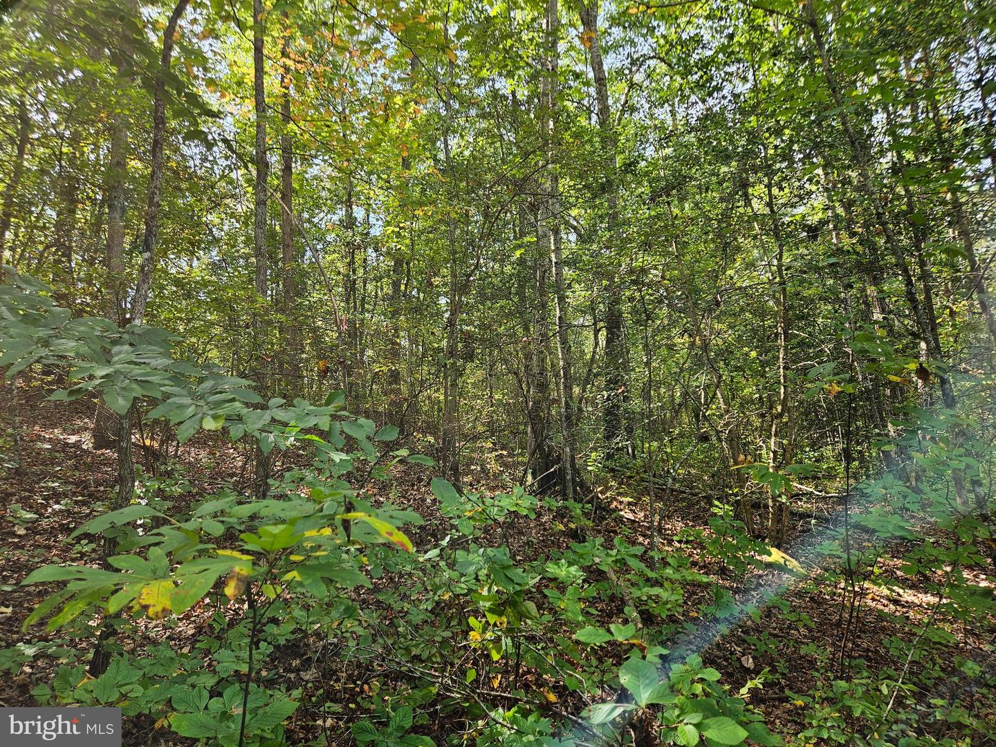 00 OFF OF LONG BRANCH RD, WOODFORD, Virginia 22580, ,Land,For sale,00 OFF OF LONG BRANCH RD,VACV2008996 MLS # VACV2008996