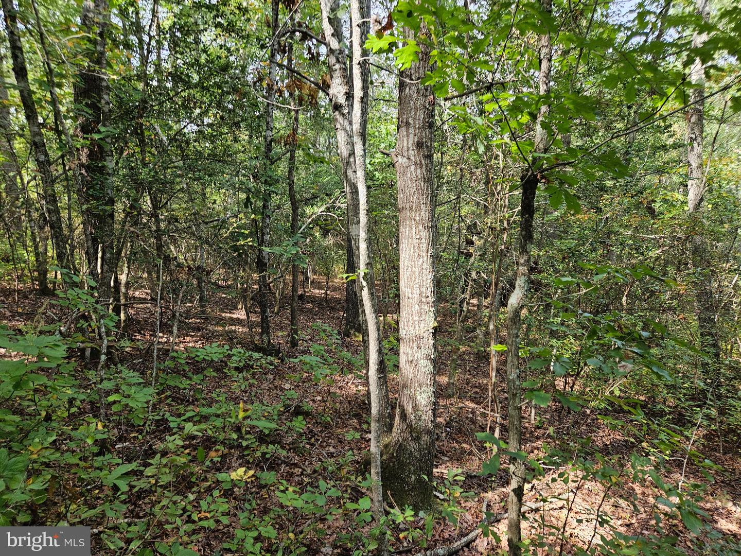 00 OFF OF LONG BRANCH RD, WOODFORD, Virginia 22580, ,Land,For sale,00 OFF OF LONG BRANCH RD,VACV2008996 MLS # VACV2008996