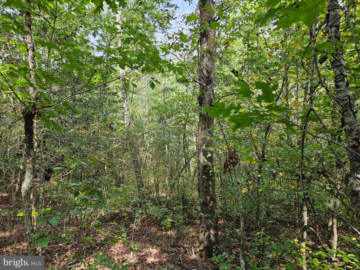 00 OFF OF LONG BRANCH RD, WOODFORD, Virginia 22580, ,Land,For sale,00 OFF OF LONG BRANCH RD,VACV2008996 MLS # VACV2008996